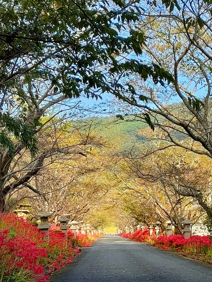 彼岸花と桜ゴールド✨