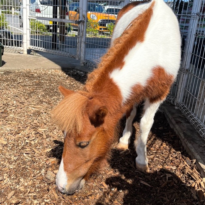 でんちゃん🐴