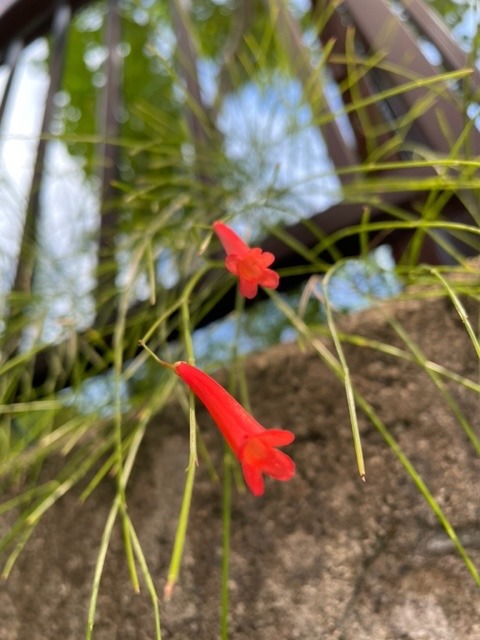 花倶楽部　　ハナチョウジ