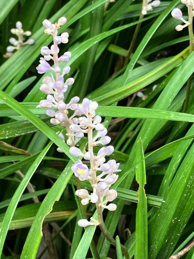 今朝の花