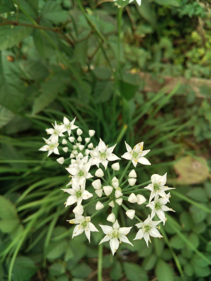 お花です！②