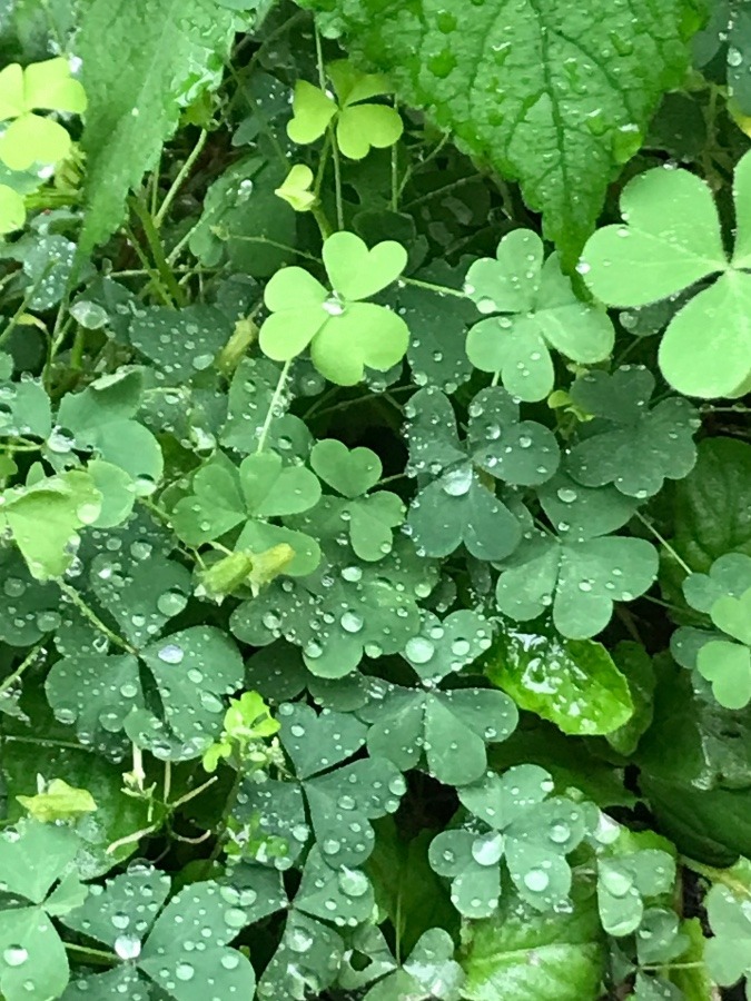 ハートの葉っぱ☘️の雫💧