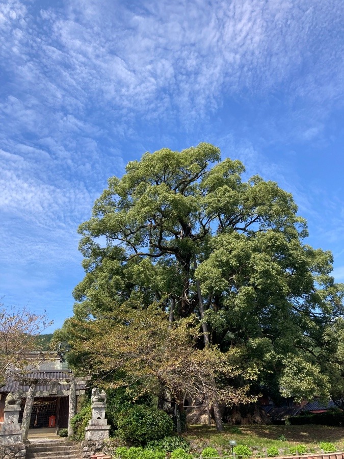 本庄の大楠