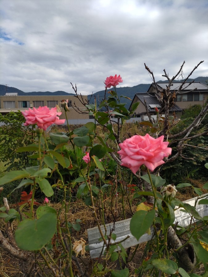 畑の薔薇はいつも綺麗