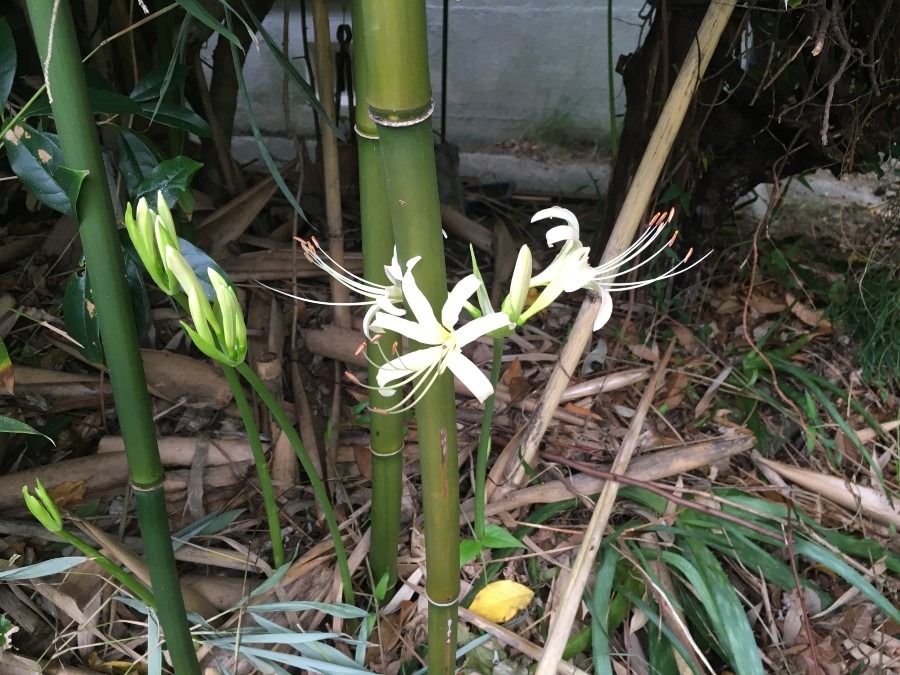 白い彼岸花が咲きました。