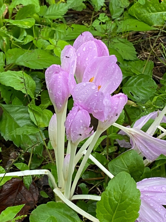 コルチカムの花🌸🌸🌸