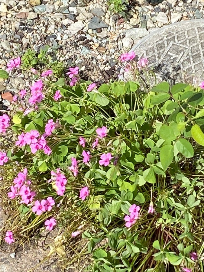 花🌸🌸🌸