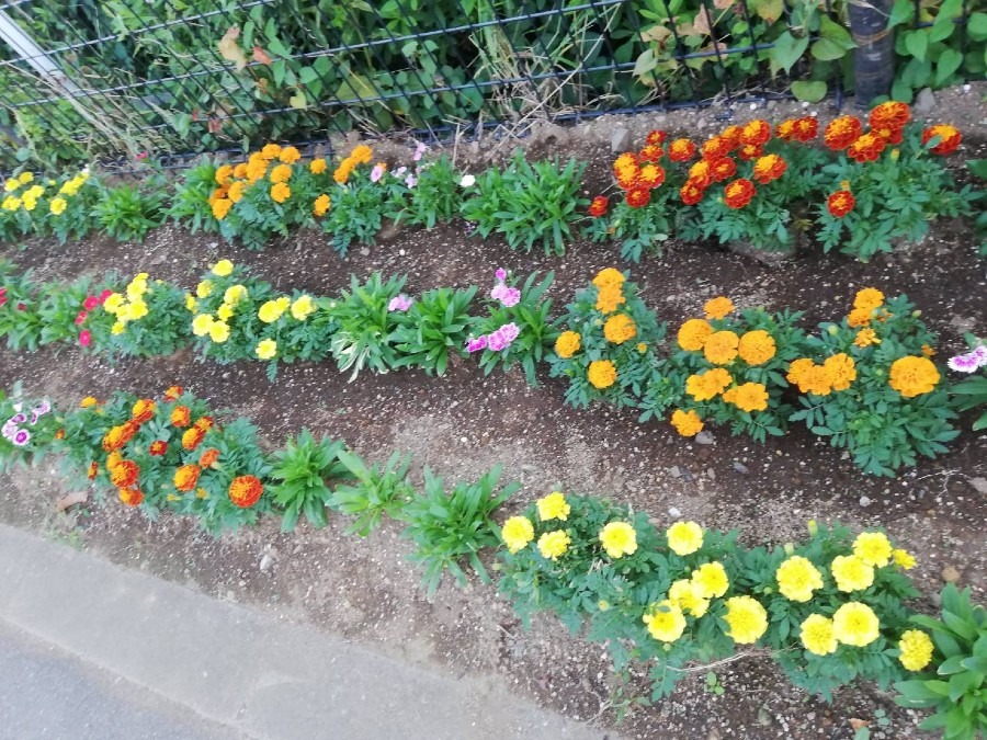 植込みの花