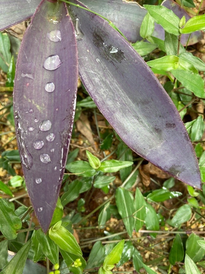 雨粒キラリ✨