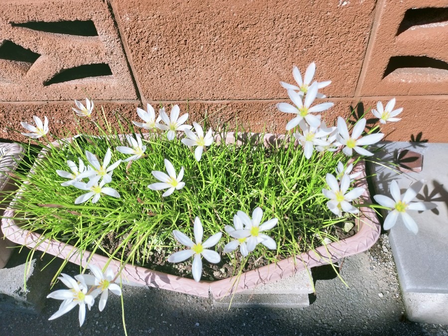 実家の花🌼