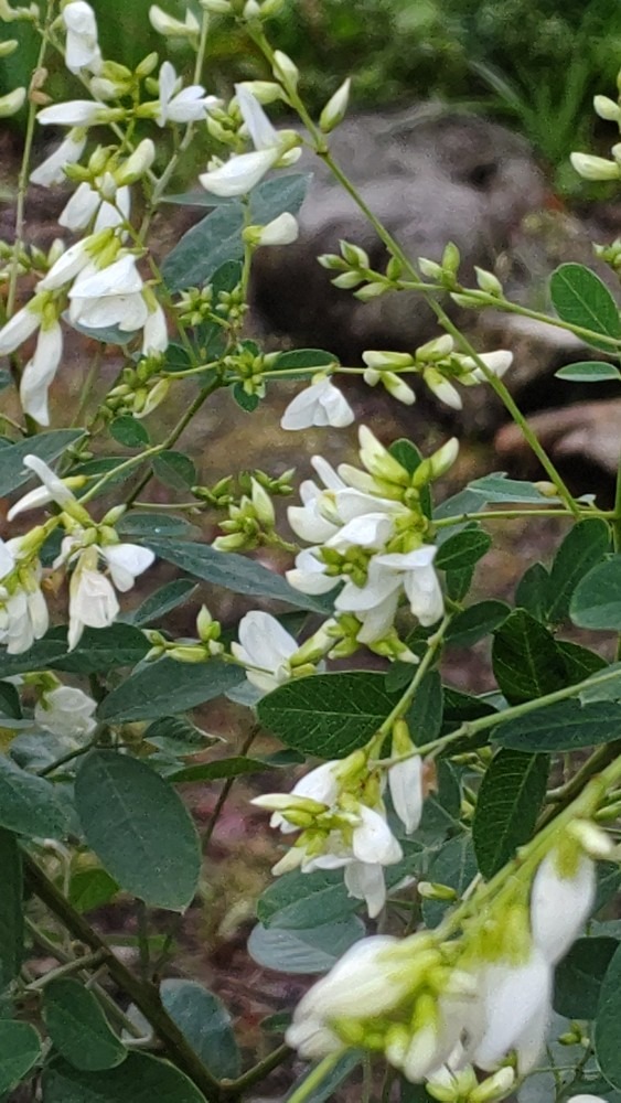 白い萩の花❣️