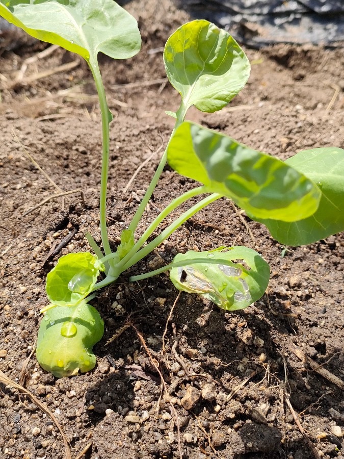 芽キャベツの苗です