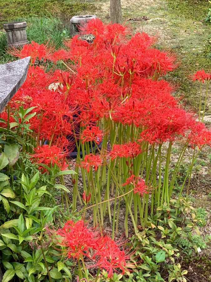 我が家の彼岸花