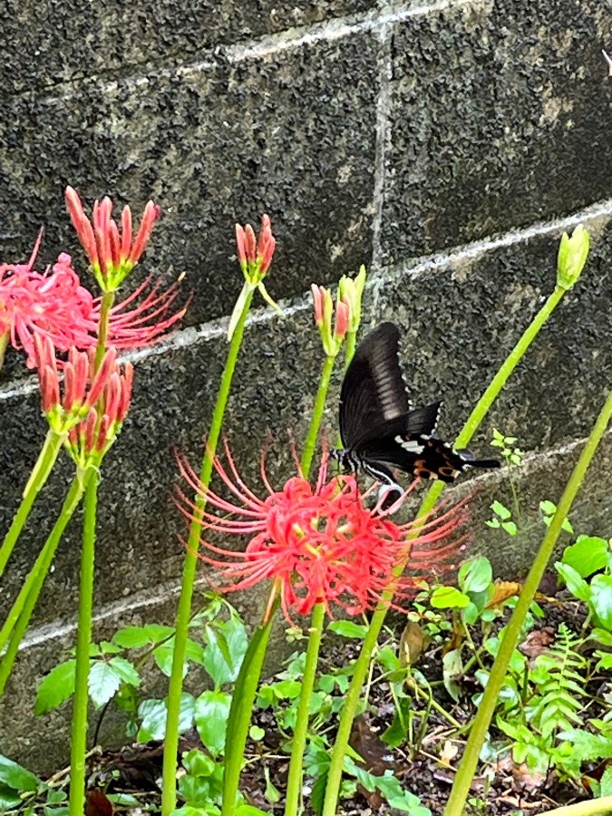 雨の合間に♡