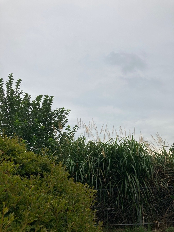 昨日とうって変わってのお天気だ‼️