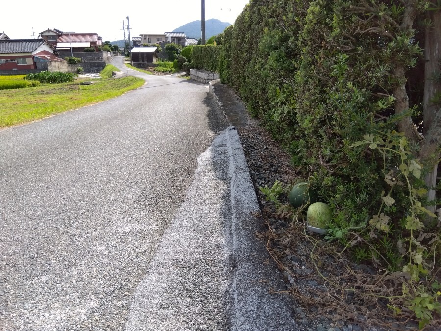 野良ばえのスイカ🍉が…見えますか❓