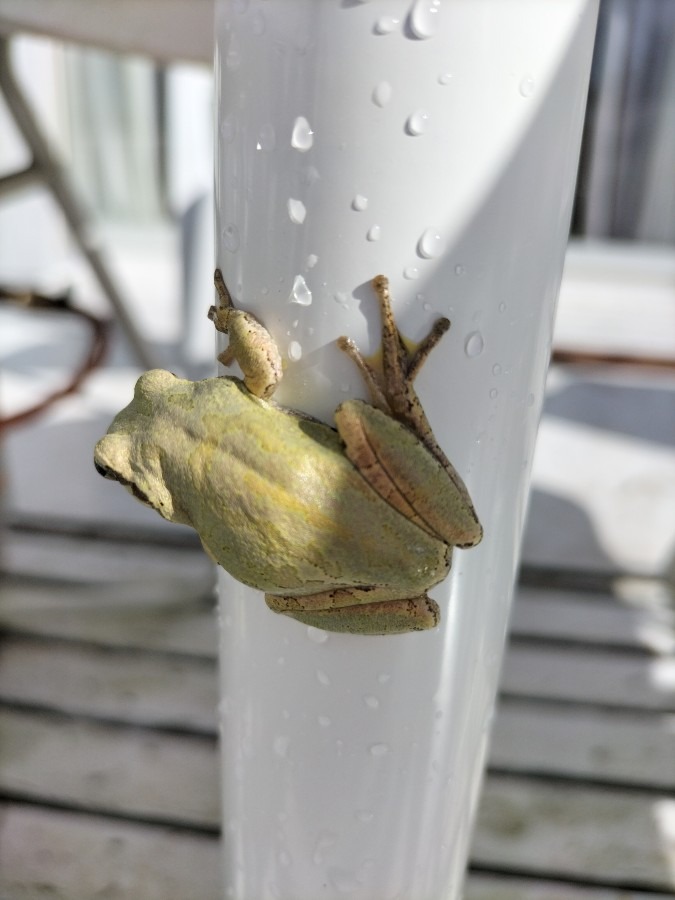 雨上がりに♪