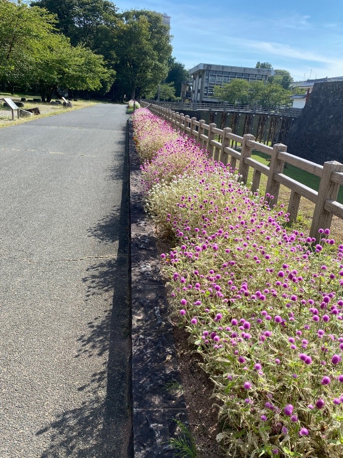 花🌸🌸🌸