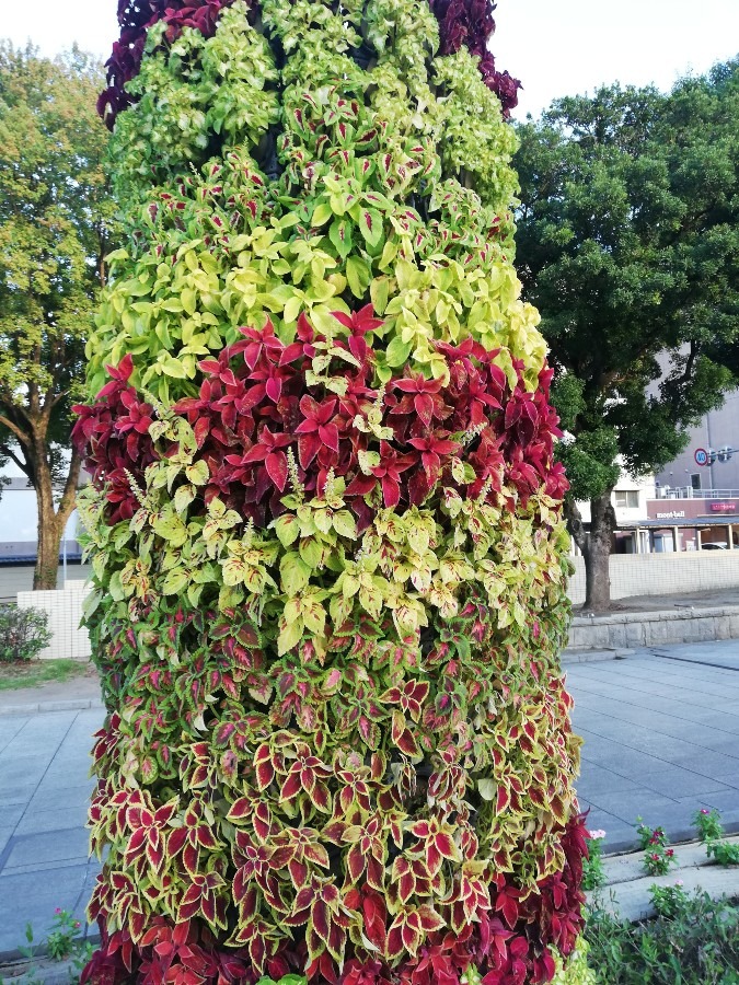 🍀花🌺