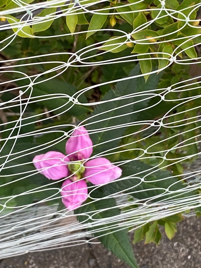 花🌸🌸🌸