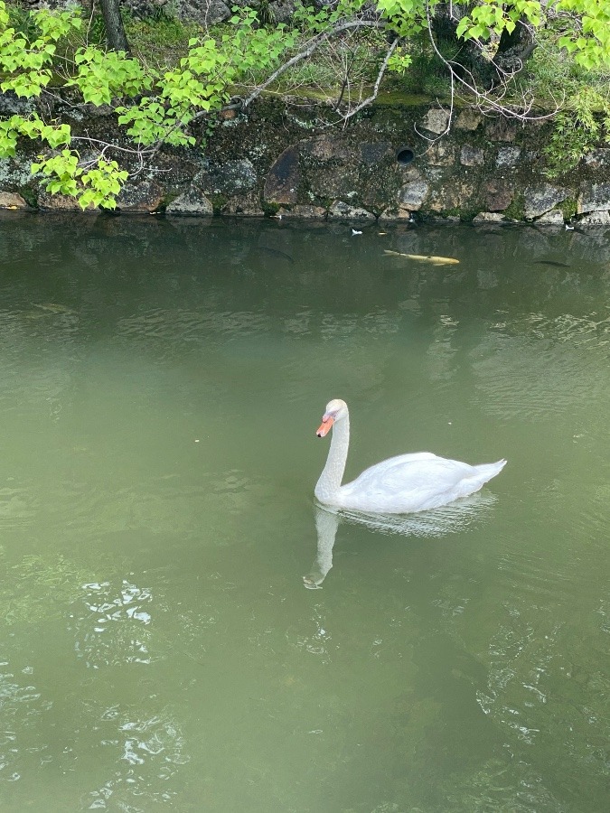 優雅やね〜笑笑🥰🥰