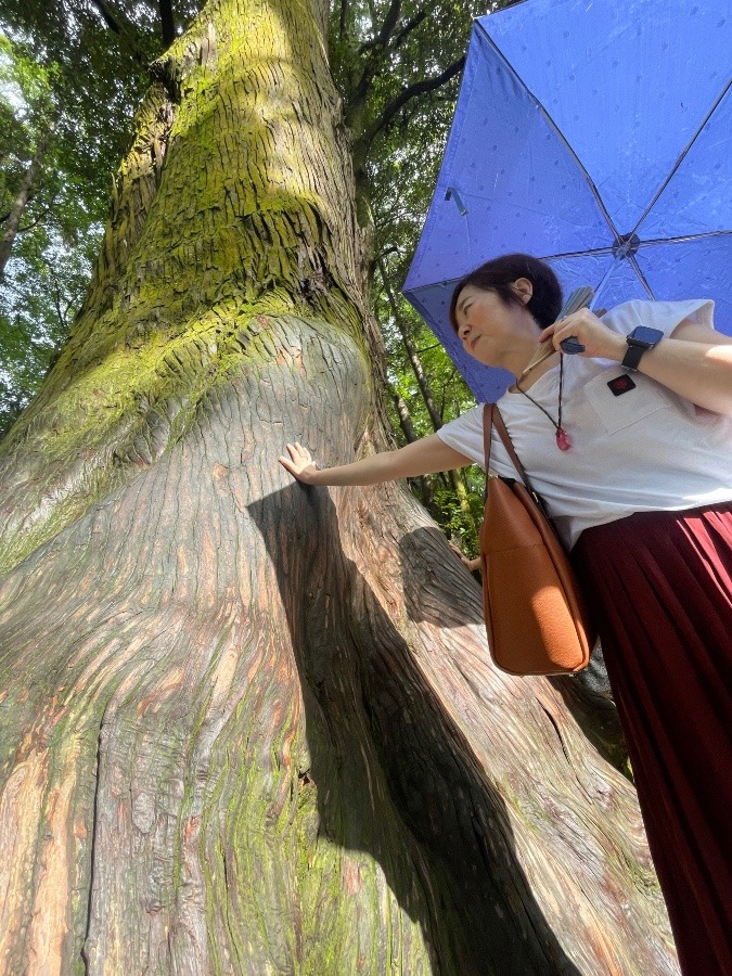 樹齢何百年の立派な木々が沢山❗️