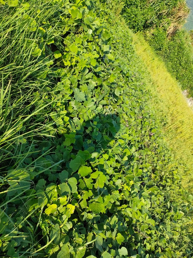 葛の草🌿