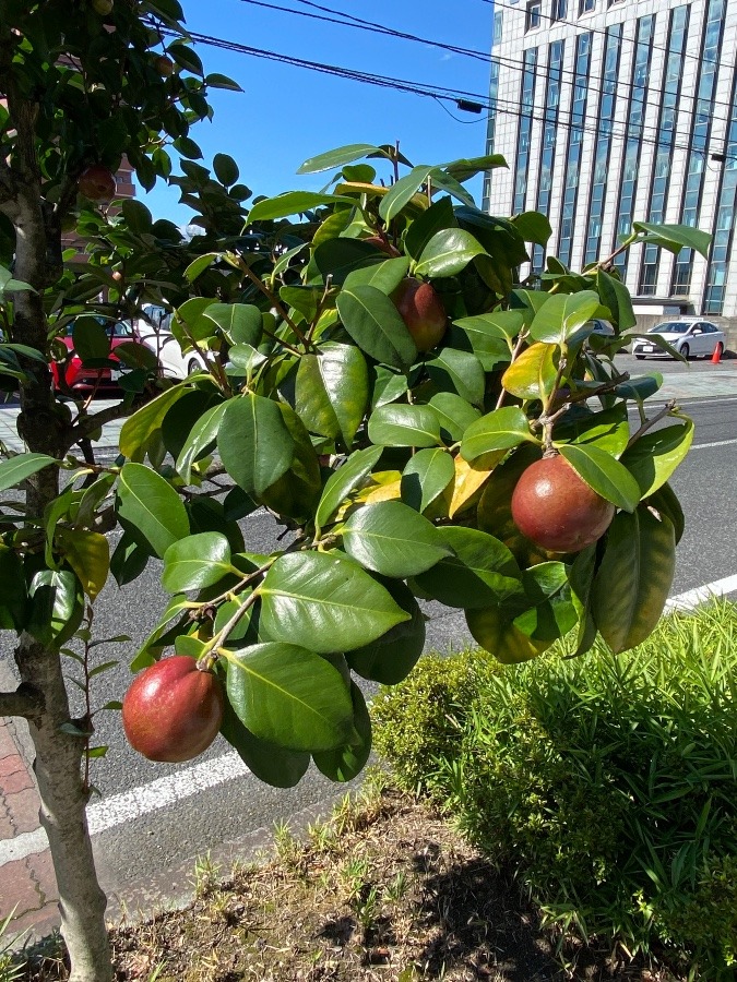 これなーに⁉️