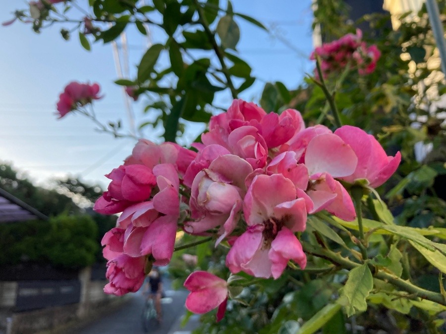 道ゆく先の花③