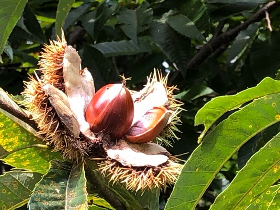 うわぁ　　栗🌰