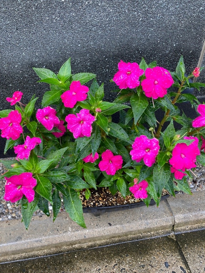 ご近所の花❣️