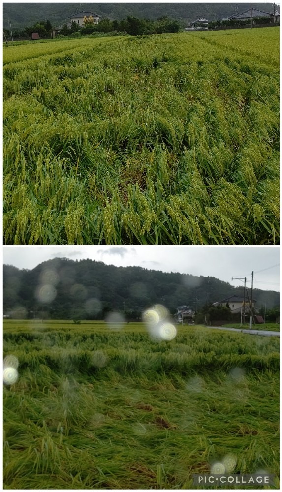 😱🌪️🌪️台風の爪痕😱🌪️🌪️