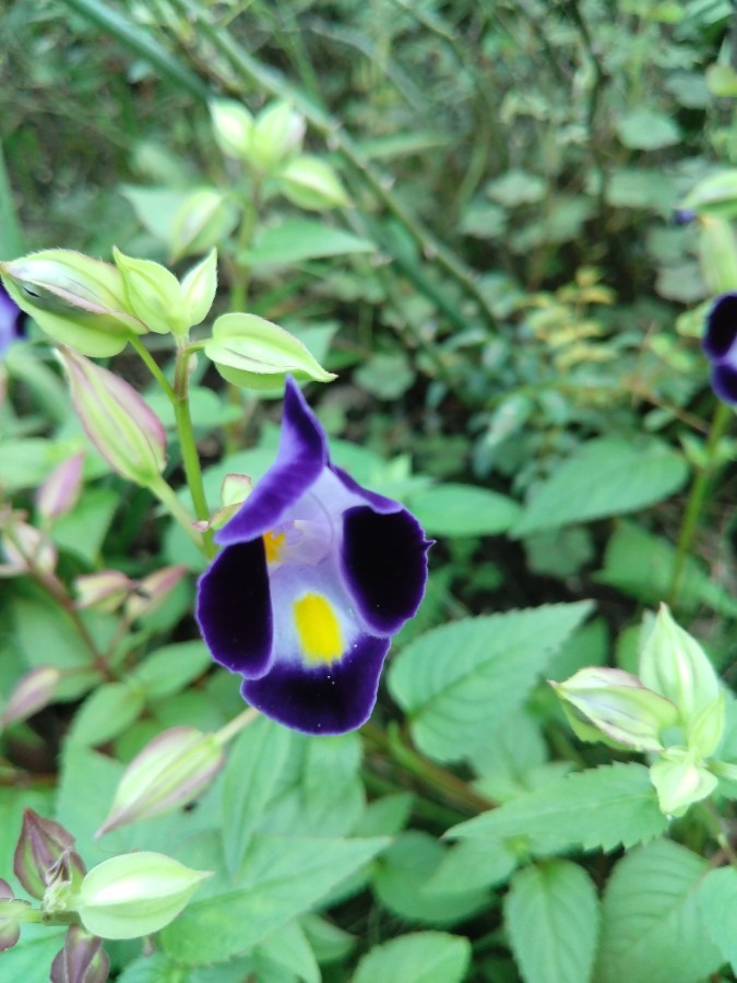 お花です！