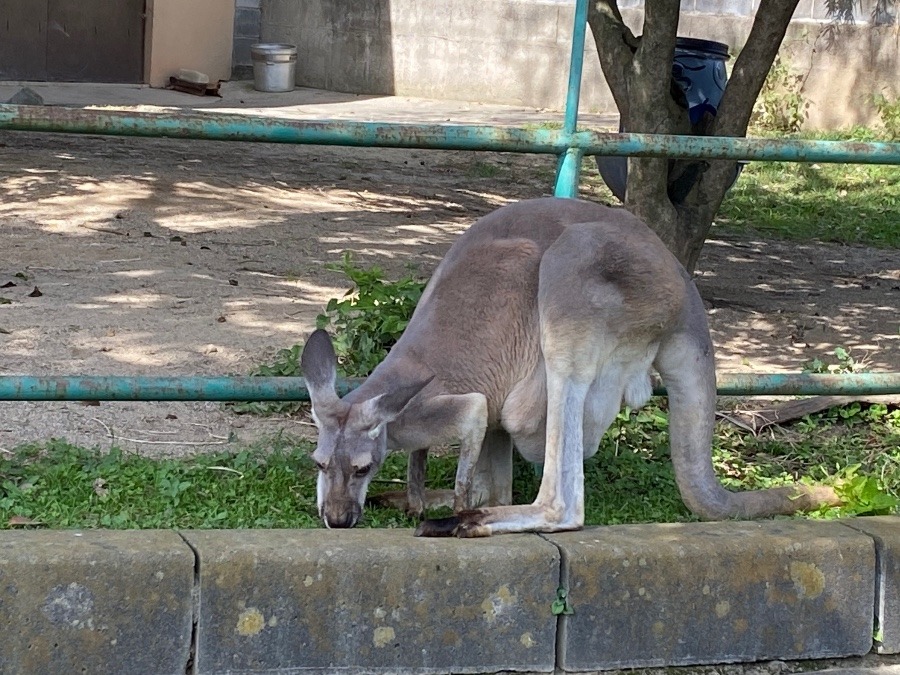 カンガルー🦘