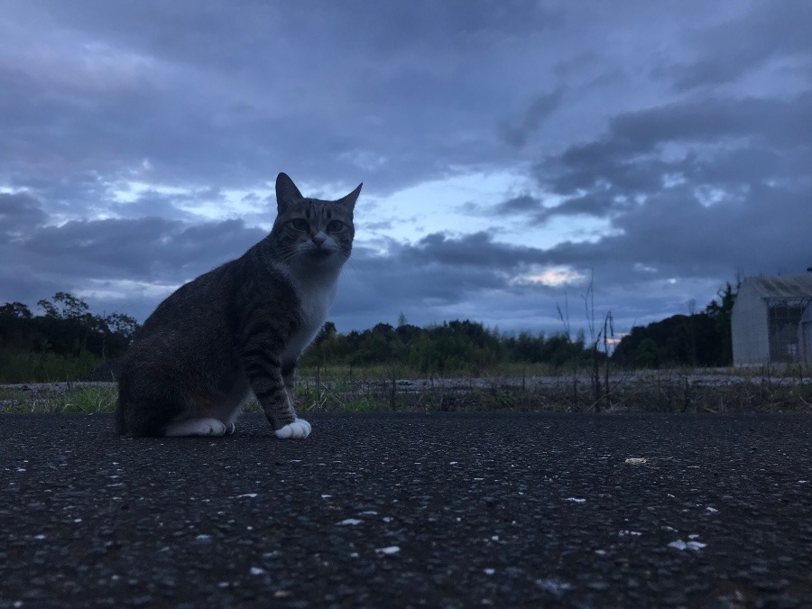 雨上がりの……