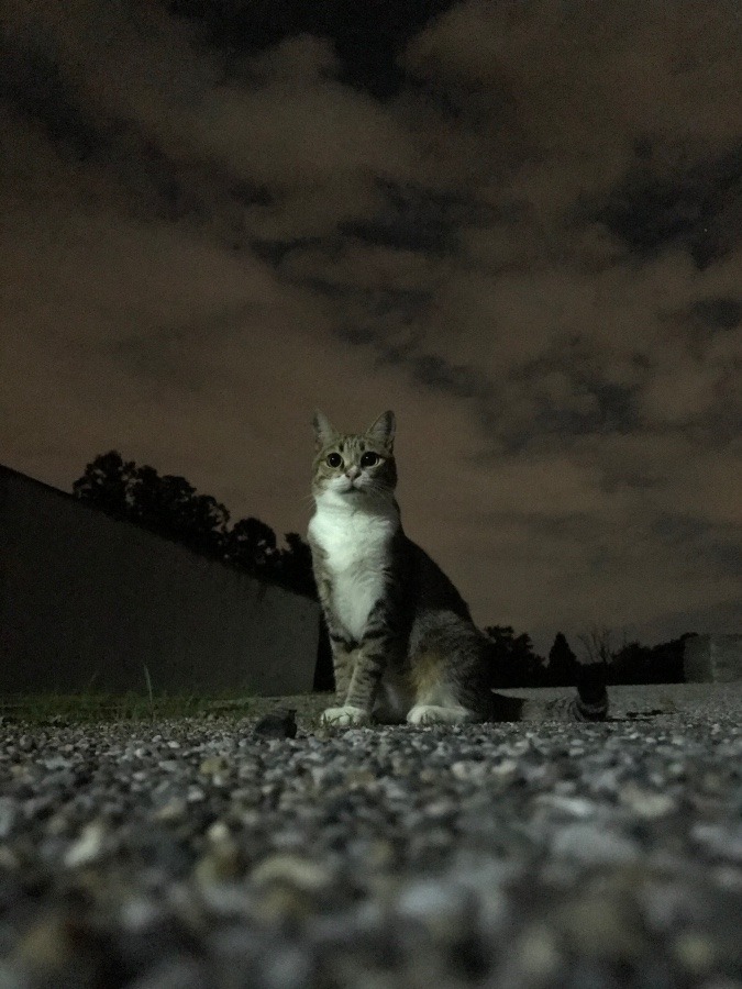 満月の夜中に……