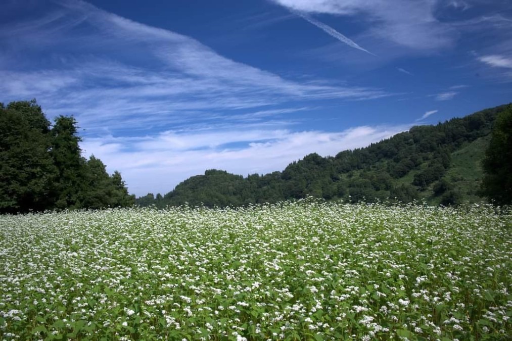 蕎麦の花も満開