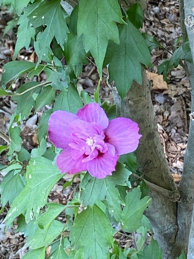 花🌸🌸🌸