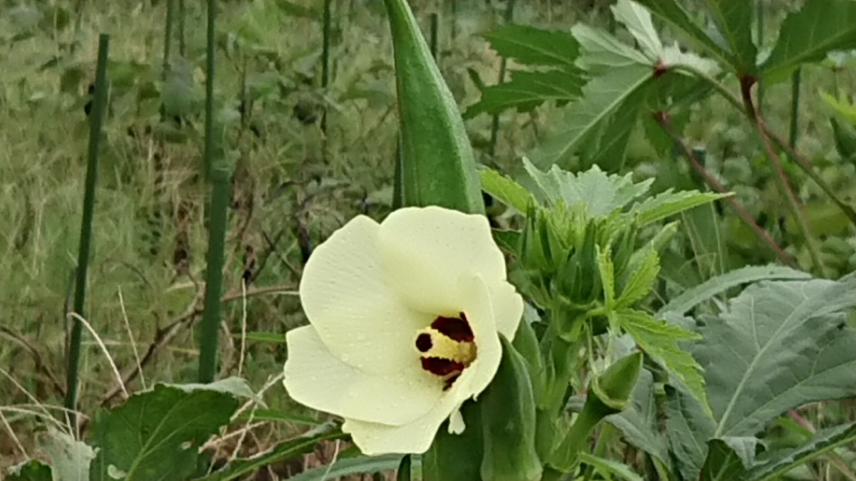 なんて綺麗なの〜🌻