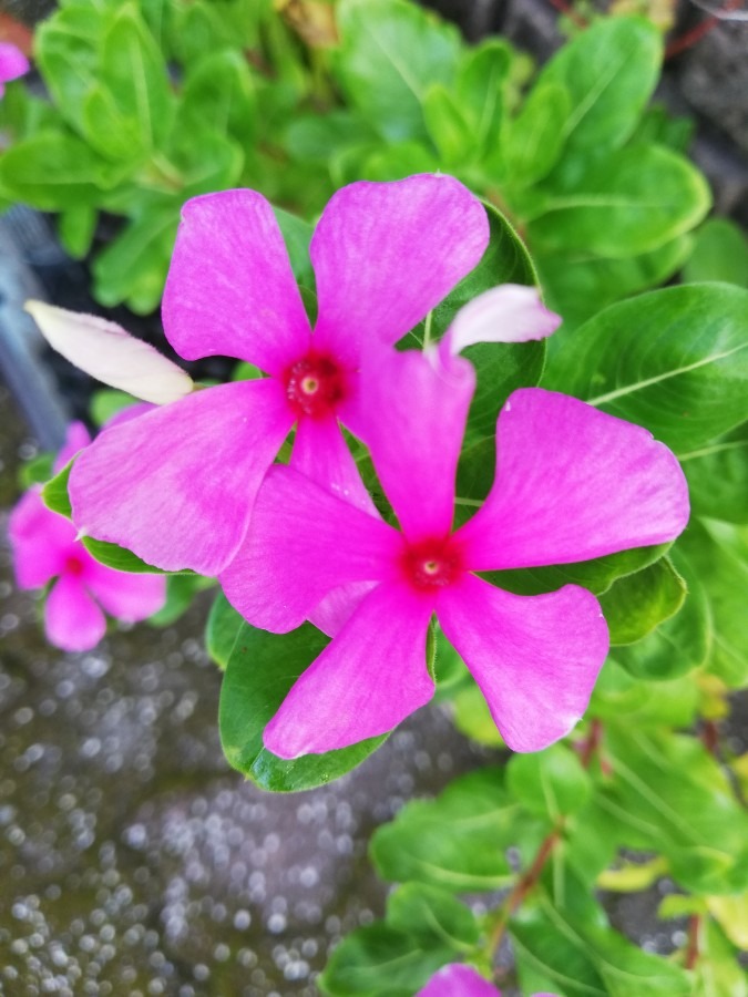 🏵️花かわいい💠