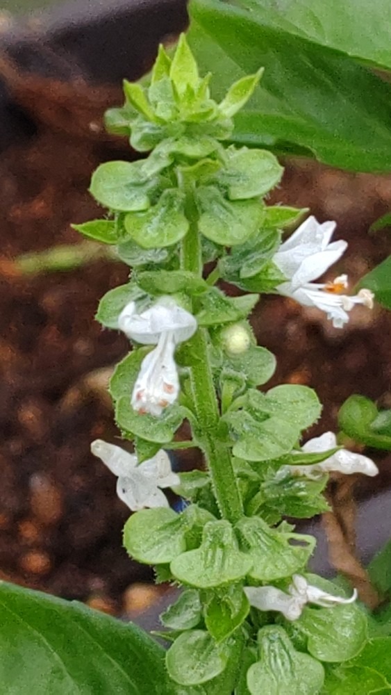 バジルの花❣️