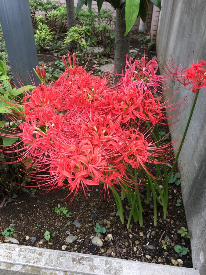 もう、この花の季節ですね