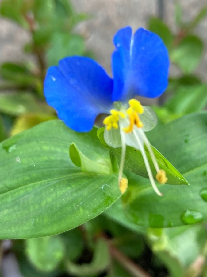 露草