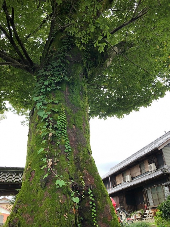 🌲樹齢🍃