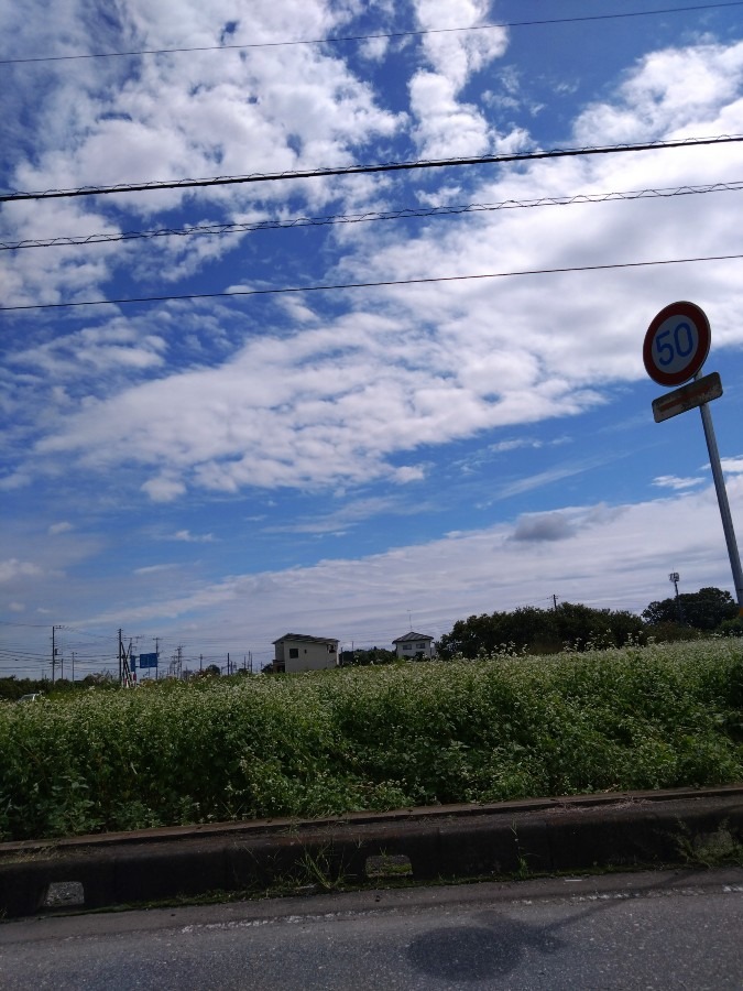 蕎麦の花