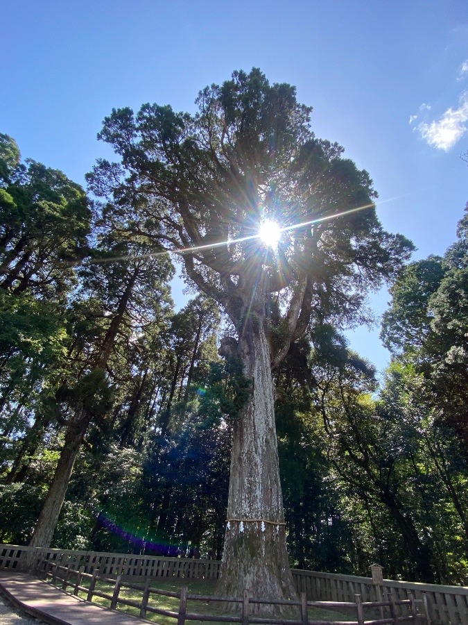 樹齢800年の御神木