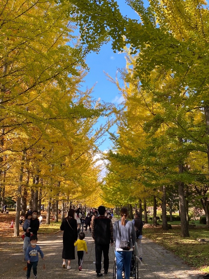 銀杏並木🍁🍁🍁