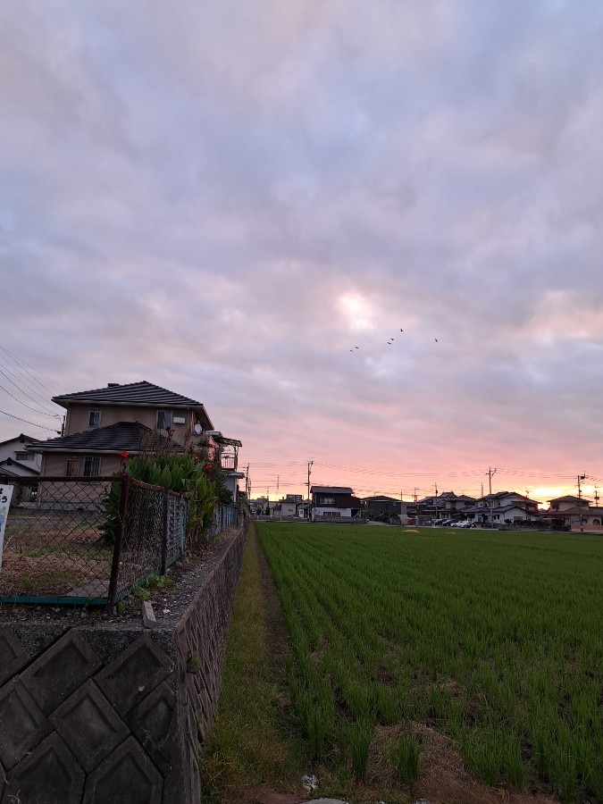 朝焼けと　鳥が