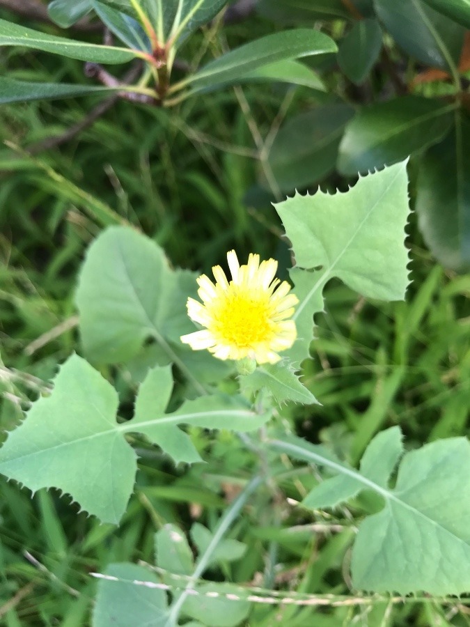 🌼お花🌼