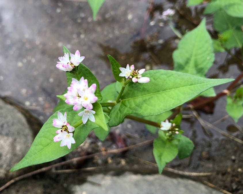 🌸可憐